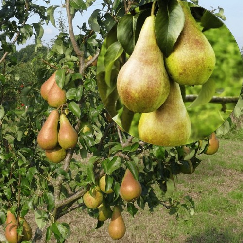 Pyrus communis 'Concorde' - Harilik pirnipuu 'Concorde' C6/6L
